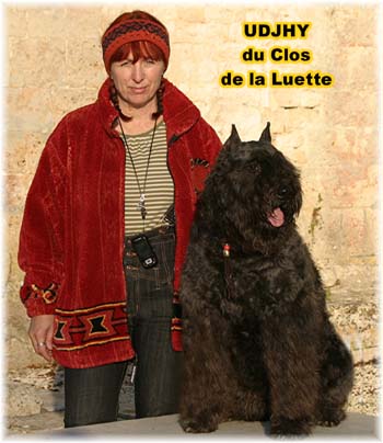 Bouvier des Flandres image  -  Elevage du Clos de la Luette - Copyright d�pos�