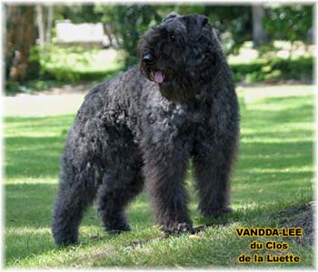 Bouvier des Flandres image  -  Elevage du Clos de la Luette - Copyright d�pos�