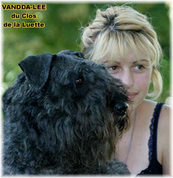 Bouvier des Flandres image  -  Elevage du Clos de la Luette - Copyright d�pos�