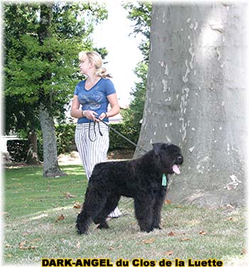 Bouvier des Flandres image  -  Elevage du Clos de la Luette - Copyright d�pos�
