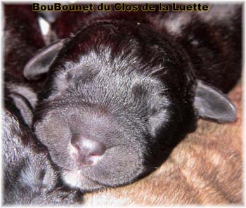 Bouvier des Flandres image  -  Elevage du Clos de la Luette - Copyright d�pos�
