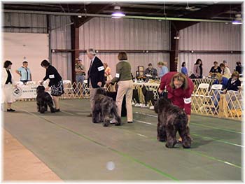 Elevage du CLOS DE LA LUETTE - COPYRIGHT DEPOSE