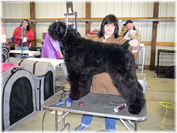 Elevage du CLOS DE LA LUETTE - COPYRIGHT DEPOSE