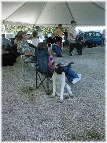 Elevage du CLOS DE LA LUETTE - COPYRIGHT DEPOSE