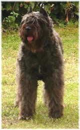 SITE WEB ELEVAGE DU CLOS DE LA LUETTE SPECIALISE POUR LE BOUVIER DES FLANDRES &copy; COPYRIGHT DEPOSE