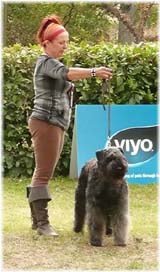 SITE WEB ELEVAGE DU CLOS DE LA LUETTE SPECIALISE POUR LE BOUVIER DES FLANDRES &copy; COPYRIGHT DEPOSE