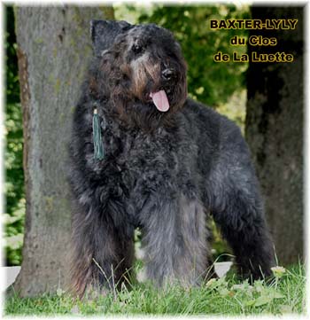 BAXTER &copy; Elevage de bouviers des flandres du Clos de la Luette specialis&eacute; pour le bouvier des flandres Copyrigth depose