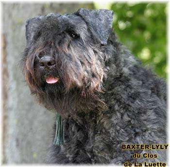 BAXTER &copy; Elevage de bouviers des flandres du Clos de la Luette specialis&eacute; pour le bouvier des flandres Copyrigth depose