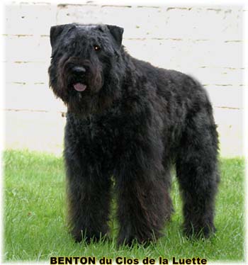 BENTON &copy; Elevage de bouviers des flandres du Clos de la Luette specialis&eacute; pour le bouvier des flandres Copyrigth depose