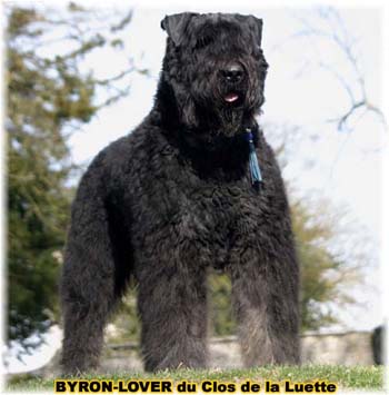 BYRON &copy; Elevage de bouviers des flandres du Clos de la Luette specialis&eacute; pour le bouvier des flandres Copyrigth depose