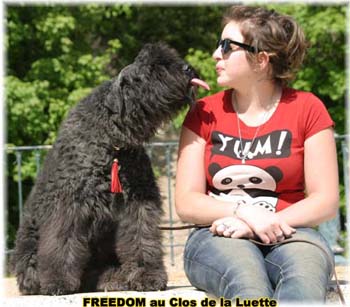 FREEDOM  &copy; Elevage de bouviers des flandres du Clos de la Luette specialis&eacute; pour le bouvier des flandres Copyrigth depose