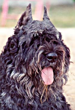 JAXELLE &copy; Elevage de bouviers des flandres du Clos de la Luette specialis&eacute; pour le bouvier des flandres Copyrigth depose