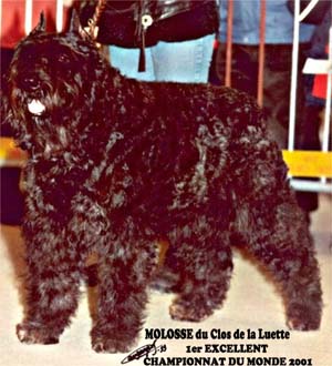 MOLOSSE &copy; Elevage de bouviers des flandres du Clos de la Luette specialis&eacute; pour le bouvier des flandres Copyrigth depose