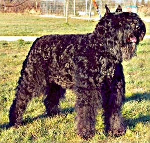 PYRRHA &copy; Elevage de bouviers des flandres du Clos de la Luette specialis&eacute; pour le bouvier des flandres Copyrigth depose