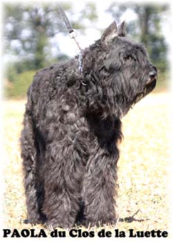 PAOLA &copy; Elevage de bouviers des flandres du Clos de la Luette specialis&eacute; pour le bouvier des flandres Copyrigth depose