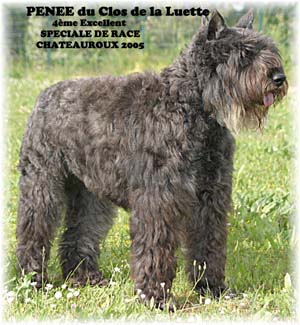 PENEE &copy; Elevage de bouviers des flandres du Clos de la Luette specialis&eacute; pour le bouvier des flandres Copyrigth depose