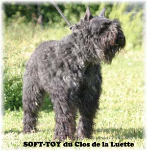 SOFT TOY &copy; Elevage de bouviers des flandres du Clos de la Luette specialis&eacute; pour le bouvier des flandres Copyrigth depose
