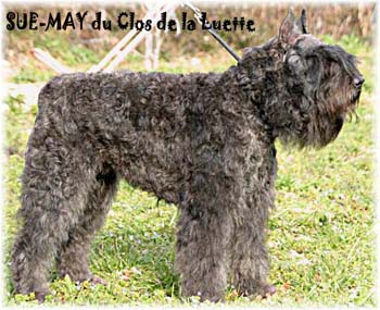SUE MAY &copy; Elevage de bouviers des flandres du Clos de la Luette specialis&eacute; pour le bouvier des flandres Copyrigth depose