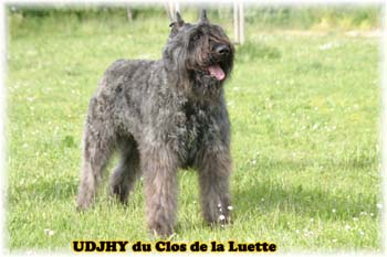 UDJHY &copy; Elevage de bouviers des flandres du Clos de la Luette specialis&eacute; pour le bouvier des flandres Copyrigth depose