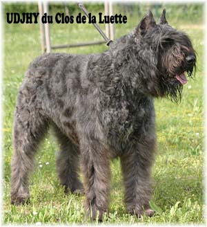 UDJHY &copy; Elevage de bouviers des flandres du Clos de la Luette specialis&eacute; pour le bouvier des flandres Copyrigth depose
