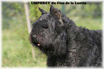UMPHREY &copy; Elevage de bouviers des flandres du Clos de la Luette specialis&eacute; pour le bouvier des flandres Copyrigth depose