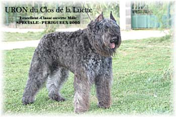 URON &copy; Elevage de bouviers des flandres du Clos de la Luette specialis&eacute; pour le bouvier des flandres Copyrigth depose