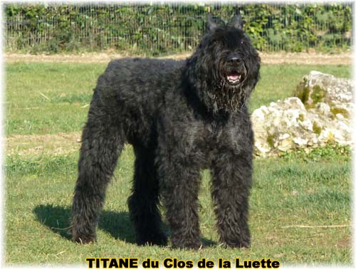 TITANE &copy; Elevage de bouviers des flandres du Clos de la Luette specialis&eacute; pour le bouvier des flandres Copyrigth depose