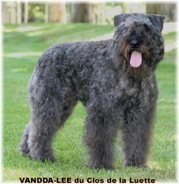 VANDDA LEE &copy; Elevage de bouviers des flandres du Clos de la Luette specialis&eacute; pour le bouvier des flandres Copyrigth depose