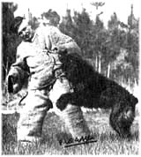 SITE WEB ELEVAGE DU CLOS DE LA LUETTE SPECIALISE POUR LE BOUVIER DES FLANDRES &copy; COPYRIGHT DEPOSE