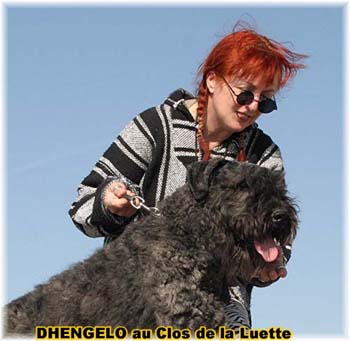  Bouvier des Flandres expositions tous prim&eacute;s