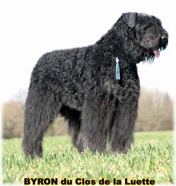  Bouvier des Flandres expositions tous prim&eacute;s
