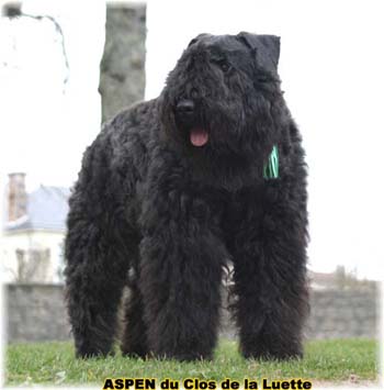  Bouvier des Flandres expositions tous prim&eacute;s