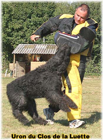 Elevage du CLOS DE LA LUETTE - COPYRIGHT DEPOSE
