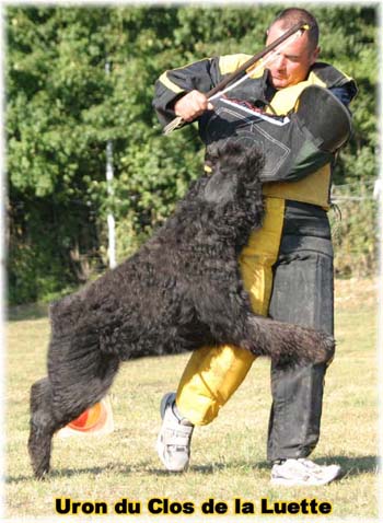 Elevage du CLOS DE LA LUETTE - COPYRIGHT DEPOSE