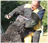 SITE WEB ELEVAGE DU CLOS DE LA LUETTE SPECIALISE POUR LE BOUVIER DES FLANDRES &copy; COPYRIGHT DEPOSE