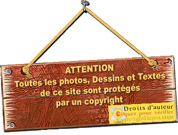 SITE WEB ELEVAGE DU CLOS DE LA LUETTE SPECIALISE POUR LE BOUVIER DES FLANDRES &copy;