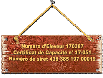 SITE WEB ELEVAGE DU CLOS DE LA LUETTE SPECIALISE POUR LE BOUVIER DES FLANDRES &copy;